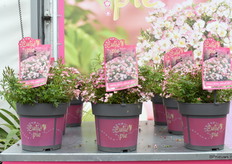 De Cutie Pie Rose van een Japanse veredelaar. Het is een compacte mini roos. Meeldauw resistent en winterhard. Het concept is tot stand gekomen in samenwerking met Arie Bouwman.